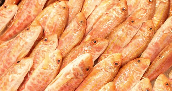 Fresh red mullets catch presented in light market place