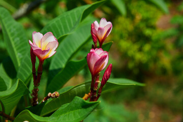 Close-up view of pink and white frangipani flower blooming on branch