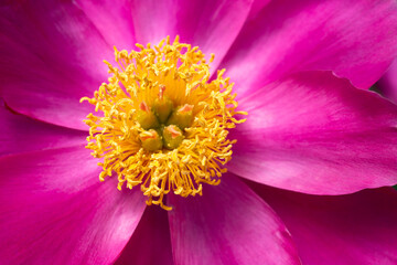 紅紫色の日本シャクヤク　Paeonia lactiflora　