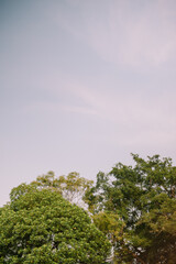 A majestic tree against a backdrop of bright blue to whitish sky, embodying the beauty of nature under clear skies