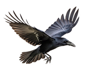 Stunning black crow captured mid-flight with wings spread wide, isolated on a white background