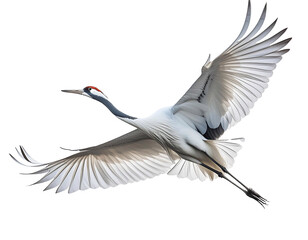 In-flight capture of a stunning red-crowned crane spreading its wings against a pristine white backdrop