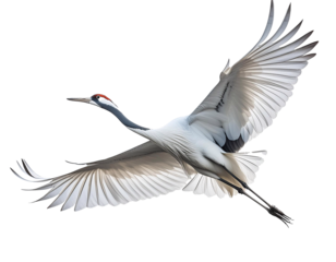 In-flight capture of a stunning red-crowned crane spreading its wings against a pristine white backdrop