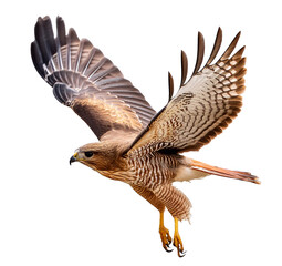 Powerful hawk soars with wings fully spread, isolated against a white background
