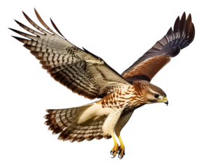 Lifelike illustration of a red-tailed hawk soaring with wings spread wide, isolated on a white background
