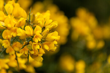 Chacay, Retamo Espinoso, (Ulex europaeus) especie nociva en Chile, Argentina, Colombia, Australia, Nueva Zelanda y oeste de Estados Unidos y de Canadá.