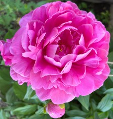 Obraz premium pink rose flower