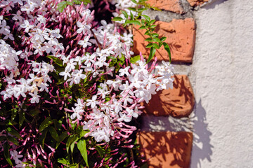 ハゴロモジャスミン