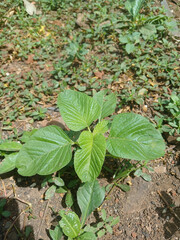 photo of spinach plants that I took behind my house. I took a photo of a spinach plant that was still fresh and green