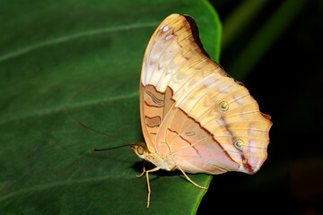 Close-up of a butterfly sitting on a green leaf, Northern Territory, Australia.