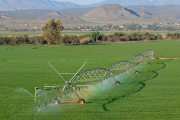A center pivot irrigation system on lush green crops, South Africa.