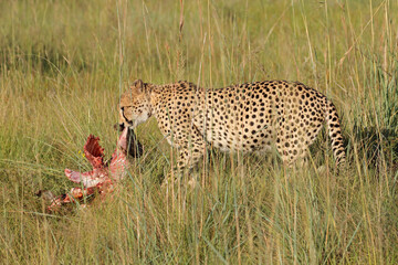 An alert cheetah (Acinonyx jubatus) in natural habitat with prey, South Africa.