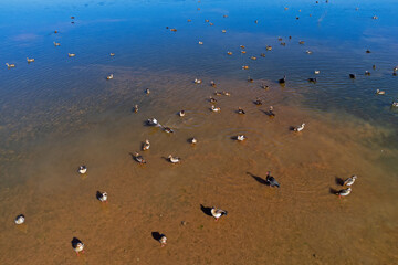 Egyptian geese (Alopochen aegyptiacus) and other waterfowl in shallow water of a pond, southern Africa.