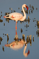 A lesser flamingo (Phoenicopterus minor)standing in shallow water, South Africa.