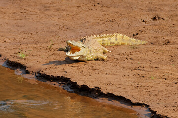 A large Nile crocodile (Crocodylus niloticus) basking in natural habitat, Kruger National Park, South Africa.