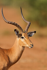 Portrait of a male impala antelope (Aepyceros melampus), Kruger National Park, South Africa.