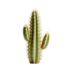 Prickly Greenery Isolated Clip Collection