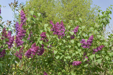 Sky is filled with lilac flowers with green leaves. A close-up