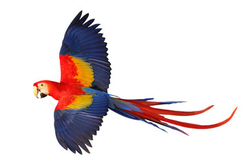 Fototapeta premium Colorful flying Scarlet Macaw parrot isolated on transparent background png file