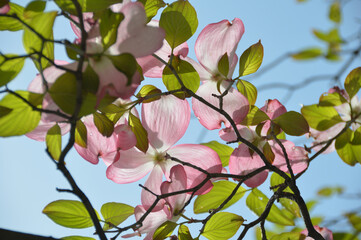 DogWood flowers photographed in backlight / 逆光下で撮影した満開のハナミズキの花