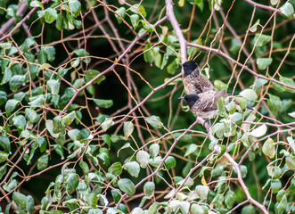 Red Vented Bulbul on tree