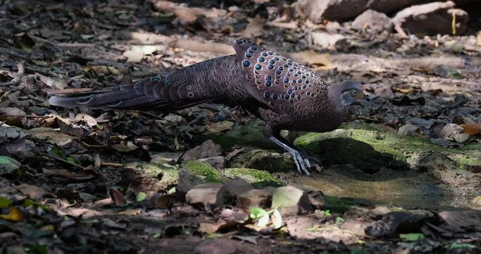 Camera zooms out while this male Grey peacock-pheasant Polyplectron bicalcaratum is drinking water deep in the forest, Male, Thailand