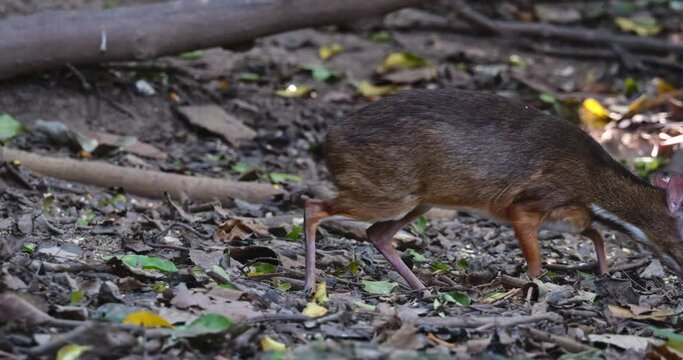 Feeding on the ground while moving to the right as seen in the forest, Lesser mouse-deer Tragulus kanchil, Thailand