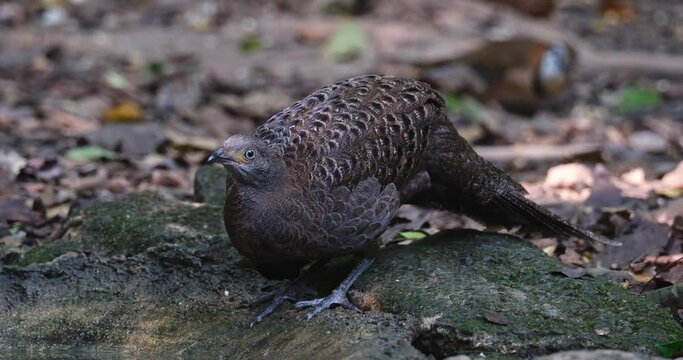 Drinking water while facing to the left, Grey peacock-pheasant Polyplectron bicalcaratum, Thailand