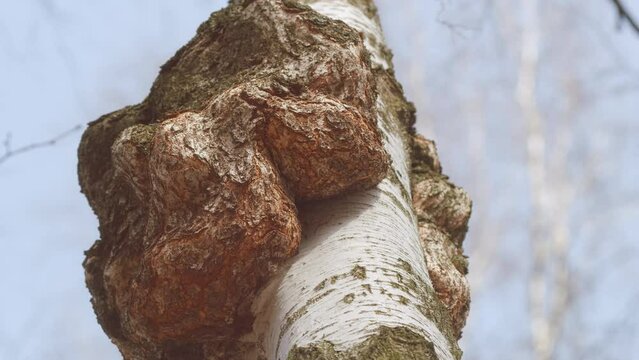 Outgrowth On A Birch Tree Trunk. Burl On A Birch Tree Trunk. Wood Suvel. Tree Diseases. Gimbal Stabilize.