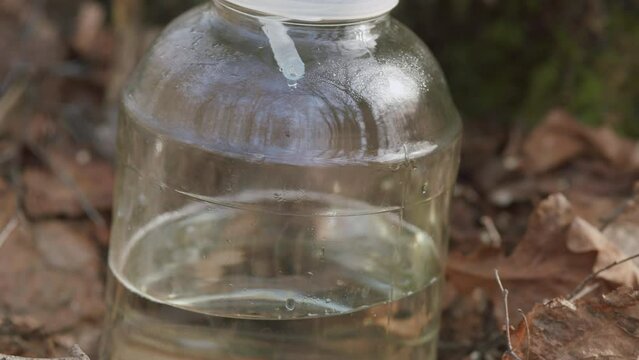 Harvesting Of Birch Sap. Collecting Sap From Silver Birch Tree In Spring. Betula Pendula. Early Spring Birch Give A Lot Of Juice. Steadicam Shot.