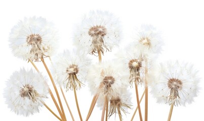 Group of white dandelions against clear background in natural setup