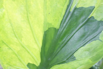 close up of a leaf , Background Leaf