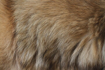 close up of fur texture