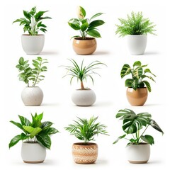 Collection of beautiful plants in ceramic pots isolated on white background  