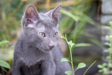 Close up of a Russian Blue baby cat kitten with soft grey or blue fur and green eyes