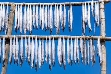 Sea fish is in a food processing factory hanging to dry at a bamboo stick under the bright blue sky