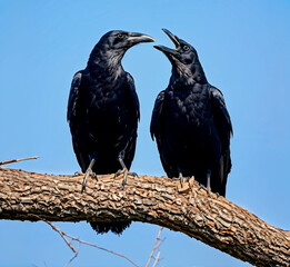 Fototapeta premium Two crows tree branch