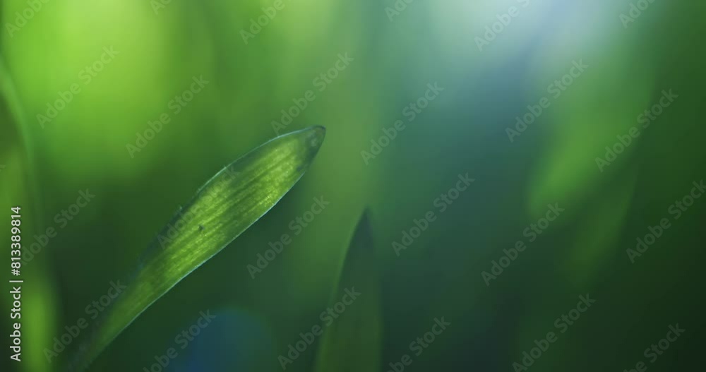 Wall mural vibrant green blade of grass with soft sunlight through. shallow dof with slow moving background. sh