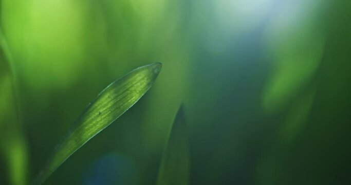 Vibrant green blade of grass with soft sunlight through. Shallow dof with slow moving background. Showing tranquility of nature, environmentally conscious, or Earth day backgrounds. Seamless loop.