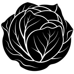 cabbage isolated on white background