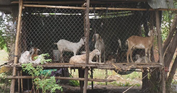 Close up of a group of goats inside a wooden barn