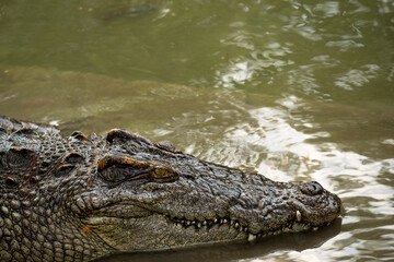 Crocodile in the river and the body of the crocodile is partially submerged. The crocodile poked its head into the river. Concepts about wildlife and environment
