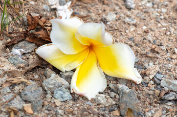 Beautiful yellow flower in a tropical garden