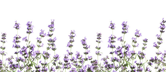 lavender flowers border, transparent background