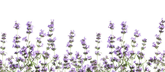 Naklejka premium lavender flowers border, transparent background