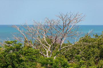 Trees in the park against the backdrop of the sea