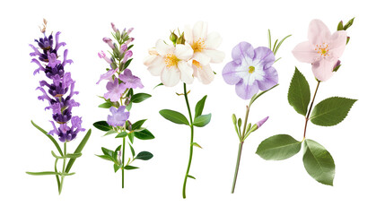 Set of aromatic flowers including lavender, jasmine, and rose, isolated on transparent background