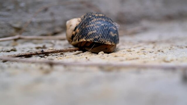 Time Lapse of a Hermit crab shy to come out. Video of a hermit crab on the floor. Graphic Resources. Animal Themes. Animal Closeup. 4K Video Resolution 30 Fps