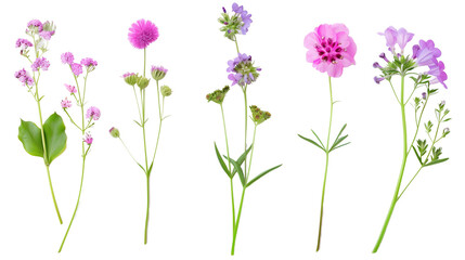 Fototapeta premium Set of coastal flowers including sea thrift, sand verbena, and beach morning glory, isolated on transparent background