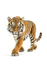 Obraz premium Tiger isolated on white background. Side view.